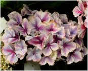 HydrangeamacrophyllaFrauTaikoflowersgardenDirkStaels