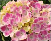 HydrangeamacrophyllaFrauYoshimibloemcloseupvn