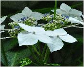 HydrangeamacrophyllaLannarthWhiteCloseup