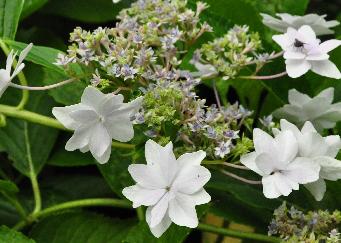 HydrangeamacrophyllaSumidonoHanabisynFireworksvn