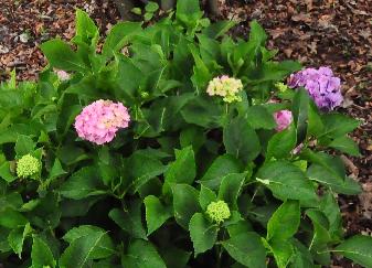 HydrangeamacrophyllaAmethysthabituslocHydrangeum