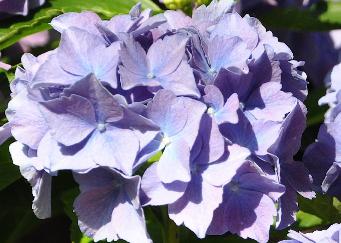 HydrangeamacrophyllaLavbla2juli