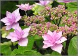Hydrangea_macrophylla_'Cassiopee'_closeup_vnn_tuin_Dirk Staels