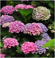 HydrangeamacrophyllaXiantweedehelftaugustusvnn