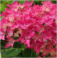 Hydrangea macrophylla 'Adria' closeupbloemlocHydrangeum