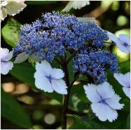 macrophylla 'Amethyst' Detail bloem15sept