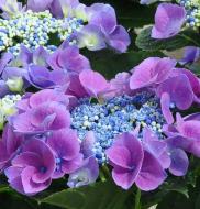 HydrangeamacrophyllaNizzaBlauw