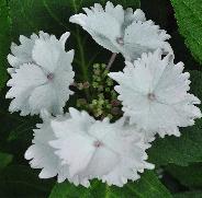 HydrangeamacrophyllaKORIAbloemcloseupvn