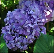 HydrangeamacrophyllaGertrudGlahnlilarozevioletblauwebloembollen