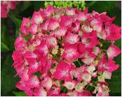 HydrangeamacrophyllaLeuchtfeuerjongebloemCloseupvnntuinvanDirkStaels