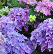 HydrangeamacrophyllaTeverebloeivnn