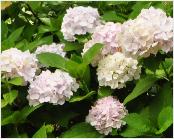 HydrangeamacrophyllaLeCygnehabituslocHydrangeum