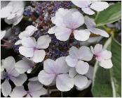 HydrangeamacrophyllaTricolorclosu