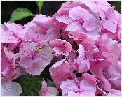 HydrangeamacrophyllaLeopoldIIIbloemcloseupjuli