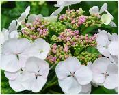 HydrangeamacrophyllaLibellebeginjulivnnn