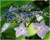 HydrangeamacrophyllaLilacinacloseupbloemvnn