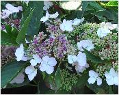 Hydrangeamacrophyllamaculatahabitusgepanacheerdbladvnn