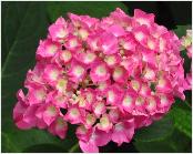 HydrangeamacrophyllaMamanbloemcloseuplocHydrangeum