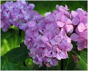 HydrangeamacrophyllaNigrabloemenvnnn