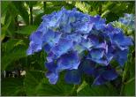 HydrangeamacrophyllaLabvlasynBlauerZwerg