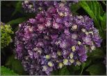 HydrangeamacrophyllaYouMeTogetherbloemenvnn