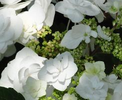 Hydrangea_macrophylla_'Zaunkönig'_bloem