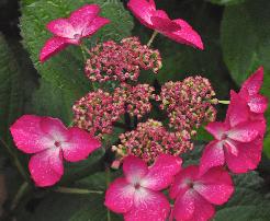 HydrangeamacrophyllaSelinacloseupbloem