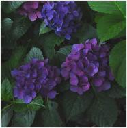 Hydrangea macrophylla 'Adria' closeupbloemlocHydrangeum