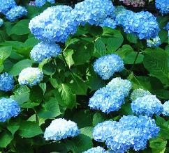 HydrangeamacrophyllaMadameFaustinTravoullionhabitus