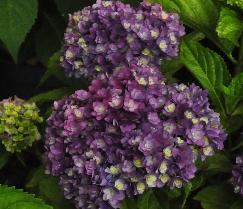 HydrangeamacrophyllaYouMeTogetherbloemenvnn