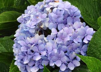 HydrangeamacrophyllaLaFrancebolvormig