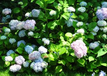 HydrangeamacrophyllaOtaksaAjisai2015