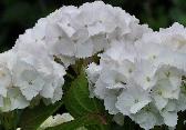 Hydrangea_macrophylla_'Soeur_Thérèse'_bloei_juli-vnnn