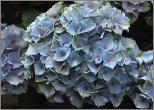 HydrangeamacrophyllaXiankleurnuancesblauw