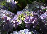 HydrangeamacrophyllaCotedAzurflowersvn