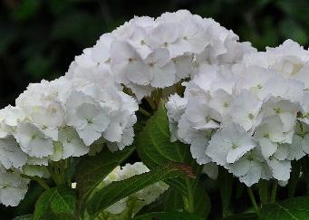 Hydrangea_macrophylla_'Soeur_Thérèse'_bloei_juli-vnnn