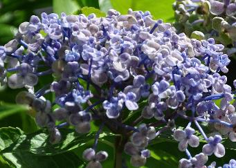 HydrangeamacrophyllaAyeshabeginseptembernice