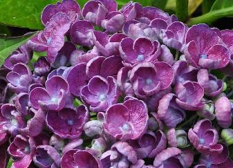 HydrangeamacrophyllaHopcornhovariareeks