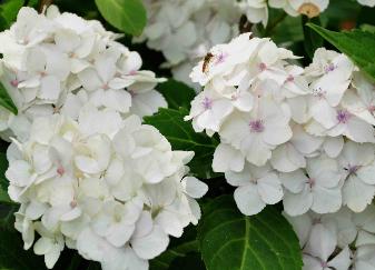 Hydrangea_ macrophylla _'Mme_ E. Mouillère'_ 15_ juli - zweefvlieg VN