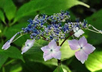 HydrangeamacrophyllaLilacinacloseupbloemvnn