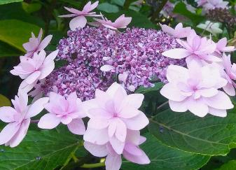 HydrangeamacrophyllaCassiopeecloseupflowers