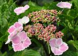 HydrangeamacrophyllaKomoChiamaSeruka