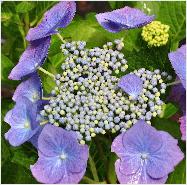 HydrangeamacrophyllaEisvogelbloemcloseup