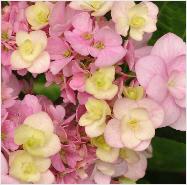 HydrangeamacrophyllaYouMeForever