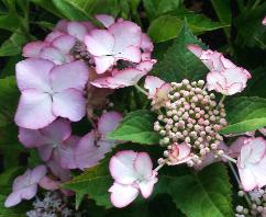 HydrangeamacrophyllaFrenchCancan