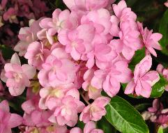 HydrangeamacrophyllaYouMeRomance2