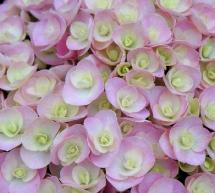 HydrangeamacrophyllaLoveYoumeH1917