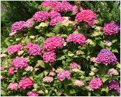 HydrangeamacrPia6JPG