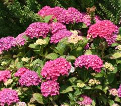 HydrangeamacrPia6JPG