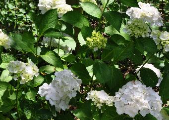 Hydrangea mme Emile Moullière